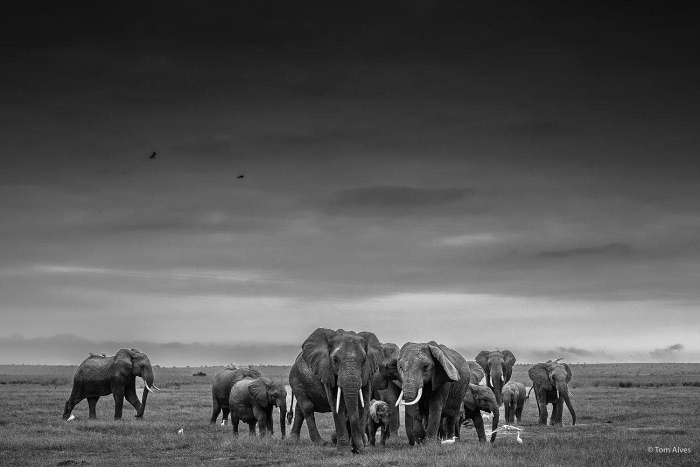 Ol Tukai Lodge Amboseli Exterior photo
