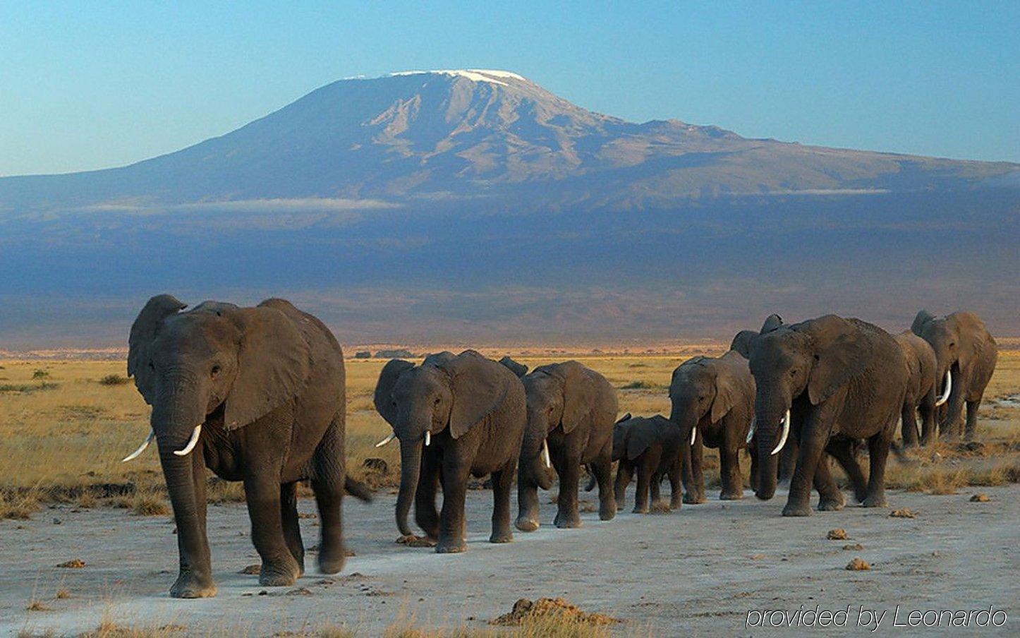 Ol Tukai Lodge Amboseli Exterior photo